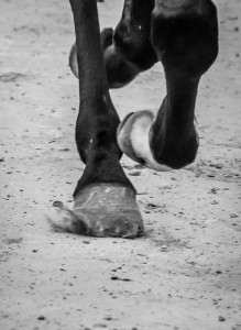 Cavalli sul tufo - Foto di Davide Pini
